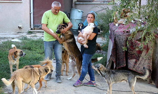 Emekli çift tüm birikimlerini sokak köpekleri için harcıyor