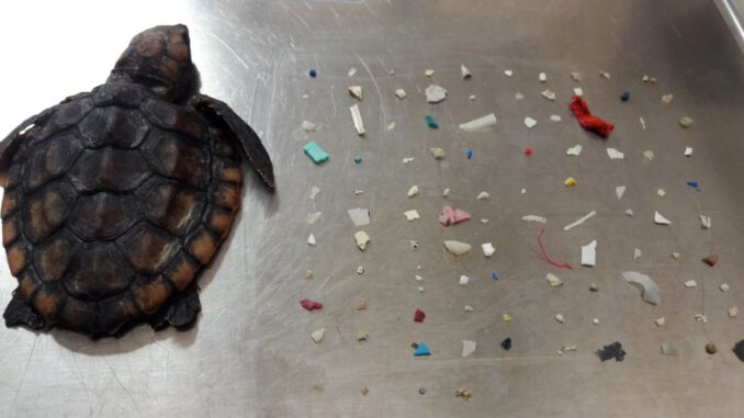 Ölen yavru deniz kaplumbağasının midesinden 104 plastik parçası çıktı