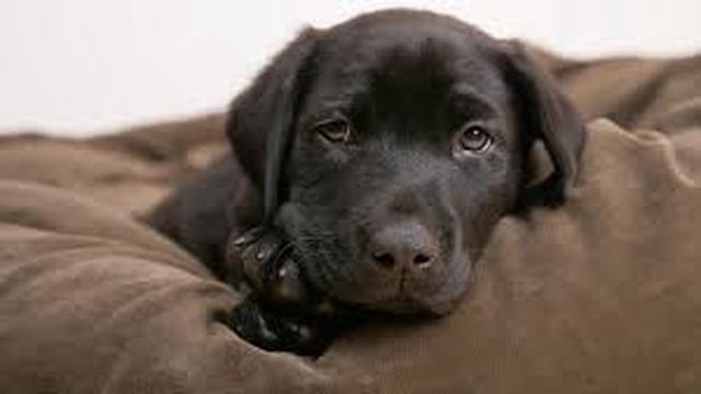 Yavru köpek, kadını silahla vurdu