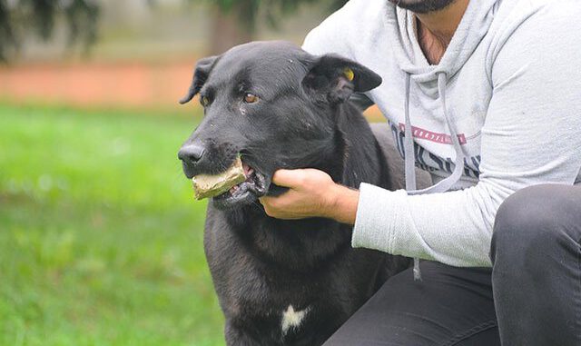 Yavrularının kaybettikten sonra travmaya giren köpek, taşı yavrusu sanıyor