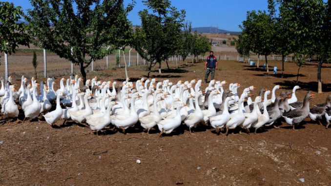 yenisehirde-kaz-yetistiriciligi-yayginlasiyor-4549-dhaphoto2-5da05d9954ed7