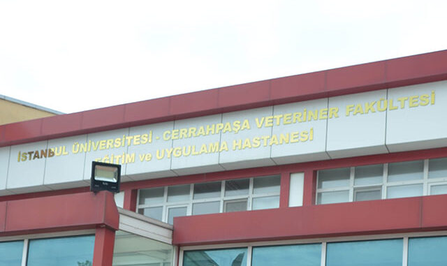 Yılda 50 bin hayvanın tedavi edildiği hastane de kapatıldı
