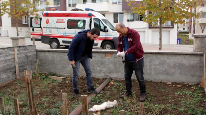 Bir haftada ayakları kesilmiş 5 kedi bulundu