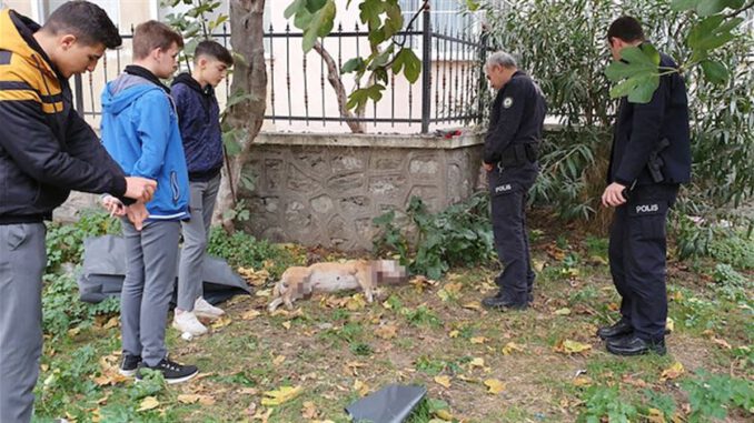 Bursa'da Okul Bahçesinde Boğazı Kesilmiş Köpek Bulundu