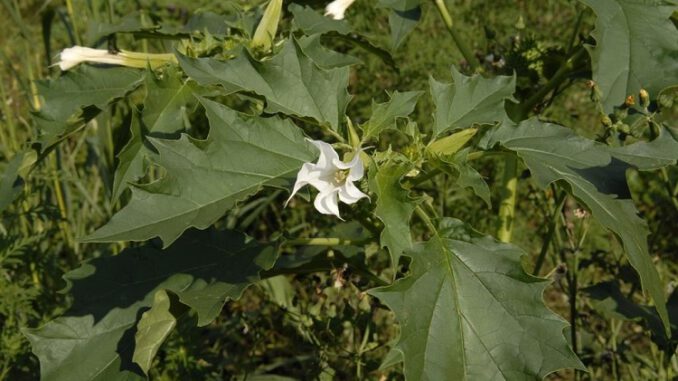 datst-datura-stramoine-adulte-1_0_0