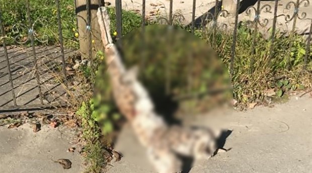 Rize'de Vahşet! Nesli Tükenme Tehlikesi Altındaki Vaşağı Öldürüp, Tele Astılar