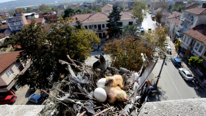 tarihi-saat-kulesindeki-onarim-guvercinler-nedeniyle-ertelendi-5565-dhaphoto3-5dc3caaa6ece5