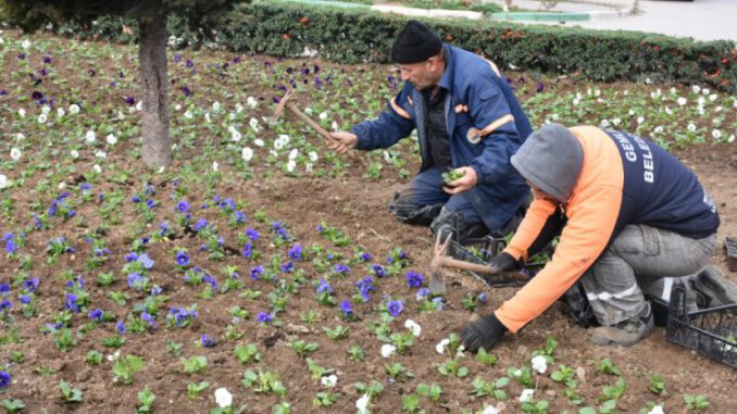 Bursa Gemlik'te Yeşillendirme Çalışmaları Devam Ediyor