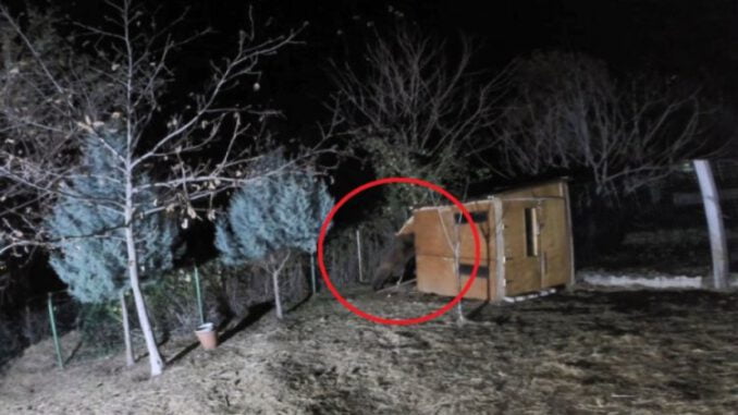 Çalındığını Sandıkları Koyunları Ayının Yediği Ortaya Çıktı