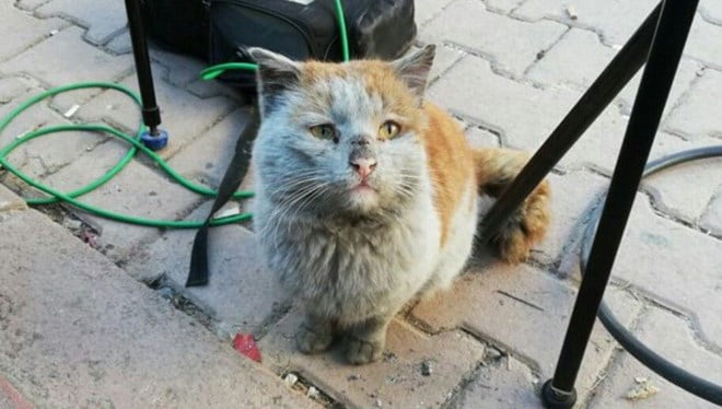 Enkazdan Yaralı Kurtulan Kedi, Sahibini Arıyor