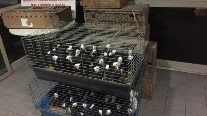 Gümrükte Güvercin Operasyonu