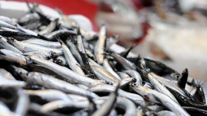 Hamsinin Fiyatı 25 TL'yi Buldu