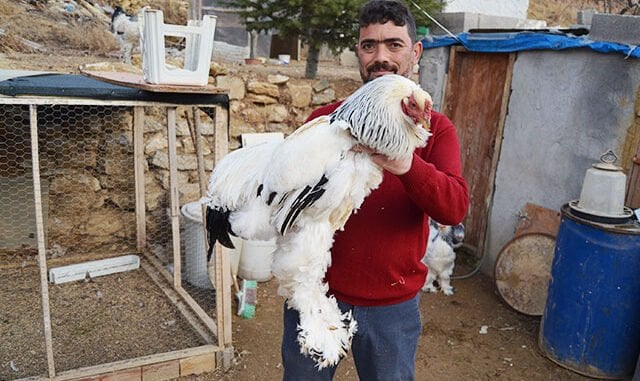 Hobi Olarak Başladığı Süs Tavuklarını İhraç Ediyor
