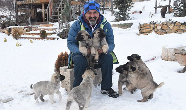 'Kangal Köpeğinde Irk Karmaşasına Son Verilmeli'