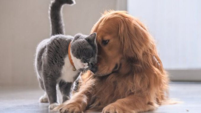 Kedi ve Köpek Tüyleri Kolay Şekilde Nasıl Temizlenir