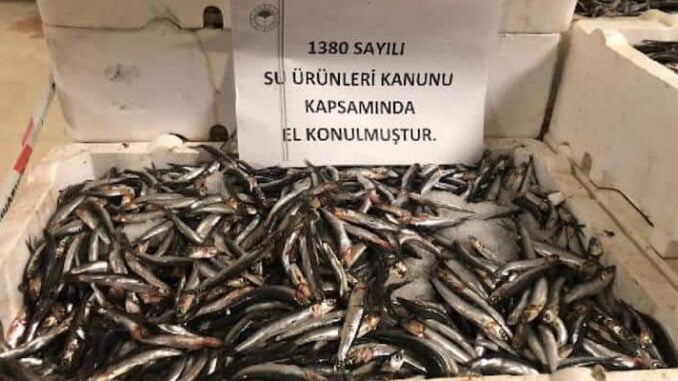 Marmara Denizi’nde Yasal Boyutun Altındaki 53 Ton Balığa El Konuldu