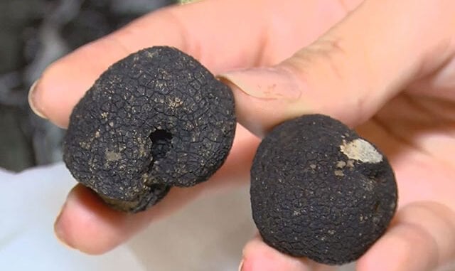 Mutfakların Siyah İncisi Trüf Mantarı, Kilosu 400 Euro