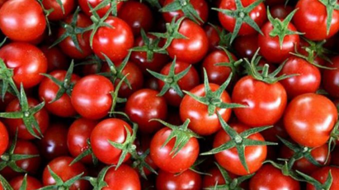 Rusya'ya 150 bin ton domates ihracat kotası doldu