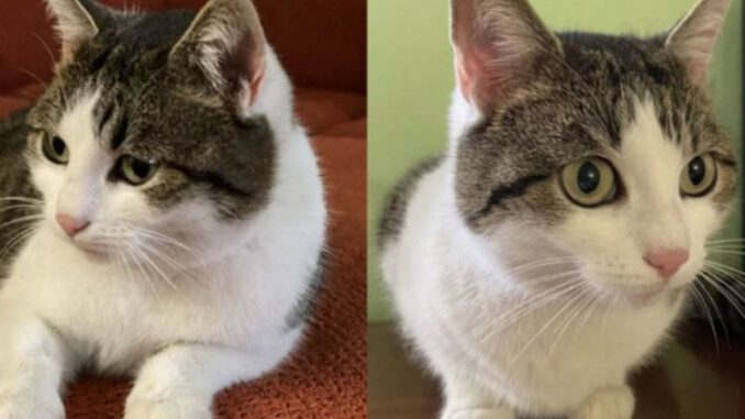 'Şifacı' Kedi 320 Bin Dolara Satışa Çıkarıldı